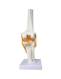 Modelo Articulación Rodilla Humana EVOTECH 11.5x31.5cm 2