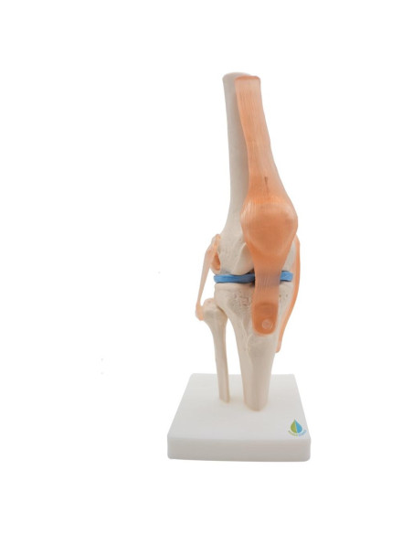 Modelo de Rodilla Anatómico Kouber KB111 con Ligamentos