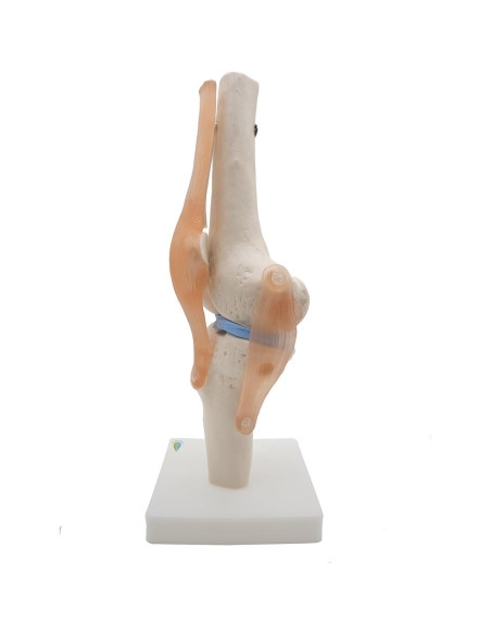 Modelo de Rodilla Anatómico Kouber KB111 con Ligamentos