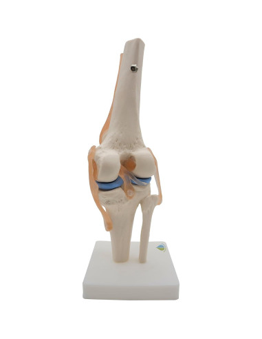 Modelo de Rodilla Anatómico Kouber KB111 con Ligamentos
