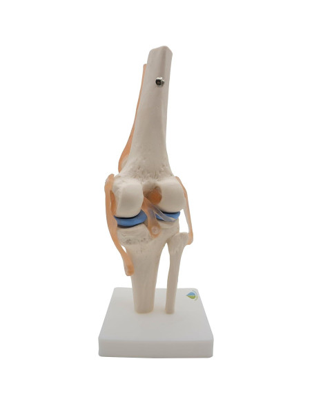 Modelo de Rodilla Anatómico Kouber KB111 con Ligamentos