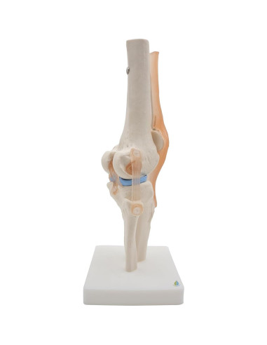 Modelo de Rodilla Anatómico Kouber KB111 con Ligamentos
