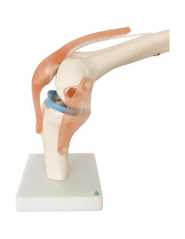 Modelo de Rodilla Anatómico Kouber KB111 con Ligamentos