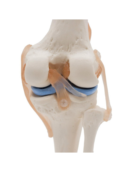 Modelo de Rodilla Anatómico Kouber KB111 con Ligamentos