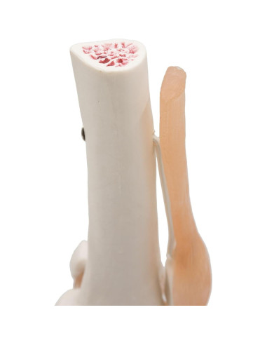 Modelo de Rodilla Anatómico Kouber KB111 con Ligamentos