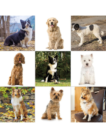 Kit de Aseo para Mascotas Wahl 9281-210 - Cortadora Eléctrica Kit de Aseo para Mascotas Wahl 9281-210 - Cortadora Eléctrica