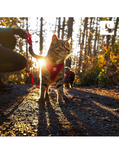 Arnés para Gatos RC Pets Aventura Ajustable Negro Pequeño