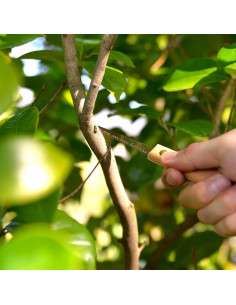 Sierra de Bonsai KAKURI 80mm Acero Carbono Japonés Profesional 2