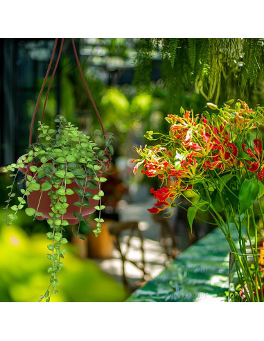 10 Macetas Colgantes Mipcase de Plástico 25x10cm Rojo Oscuro