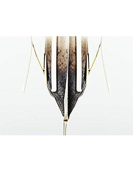 50 Filtros de Café Desechables Ergonflow Biodegradables