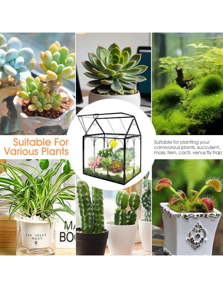 Terrario de Plantas de Vidrio RIFNY 18x12x22 cm con Tapa