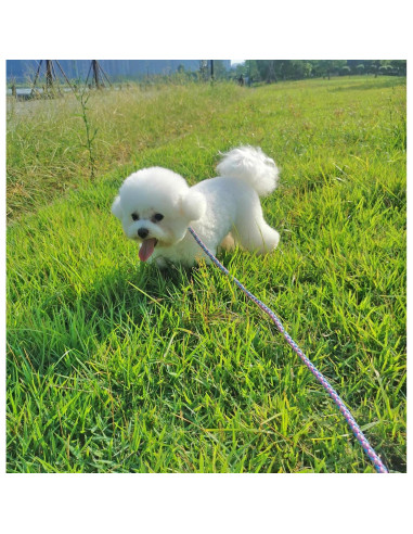 Correa Reflectante para Perros Mycicy 1.83m Rosa Nylon