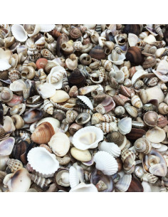 Mezcla de Conchas Marinas PEPPERLONELY 226g 1600+ Piezas 2