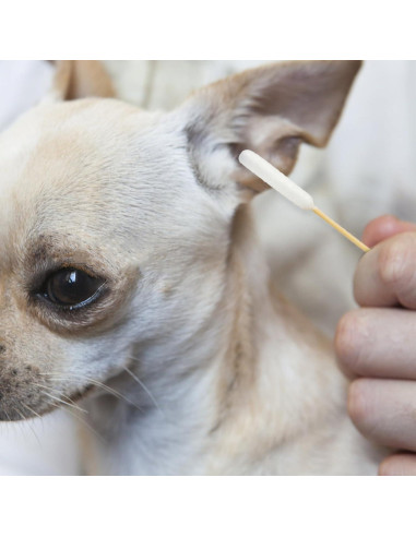 100 Bastones de Algodón Largos Egaageoi para Limpieza de Oídos