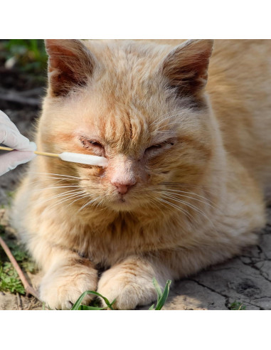 100 Bastones de Algodón Largos Egaageoi para Limpieza de Oídos