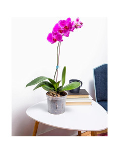 Kit de Inicio para Orquídeas rePotme - Mezcla, Maceta y Fertilizante 2