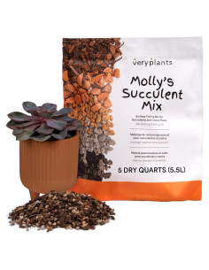Mezcla de Suculentas y Cactus Molly 5 Cuartos Sin Suelo