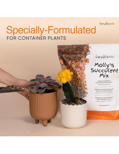 Mezcla de Suculentas y Cactus Molly 5 Cuartos Sin Suelo 2