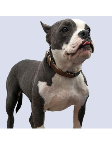 Collar de perro de cuero Chede pequeño 10-12.5 cm marrón