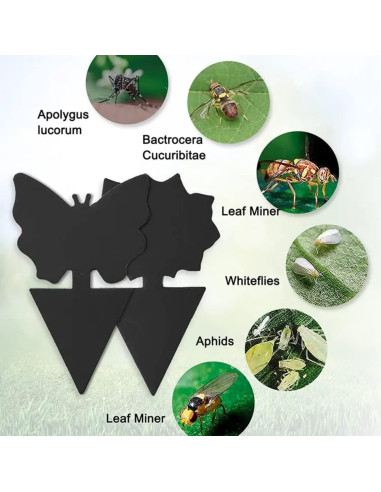 Trampas Adhesivas para Moscas de Fruta Springco - 115 Piezas