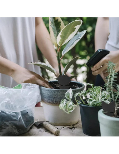 Trampas Adhesivas para Moscas de Fruta Springco - 115 Piezas