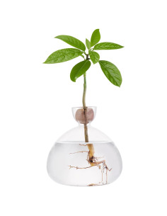 Jarrón de Vidrio para Semilla de Aguacate TkoYuHm 14cm