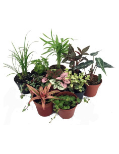 Terrario de Hadas Hirt's Gardens - 10 Plantas en Macetas 5 cm