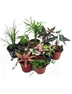 Terrario de Hadas Hirt's Gardens - 10 Plantas en Macetas 5 cm 2