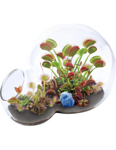 Kit de Terrario de Vidrio Atrapamoscas y Sundew Jardinero Único 2