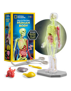 Modelo del Cuerpo Humano National Geographic 32 Piezas