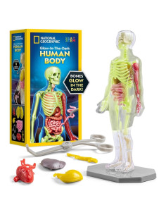 Modelo de Cuerpo Humano Nacional Geográfico 28 Piezas