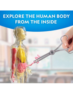 Modelo de Cuerpo Humano Nacional Geográfico 28 Piezas 2
