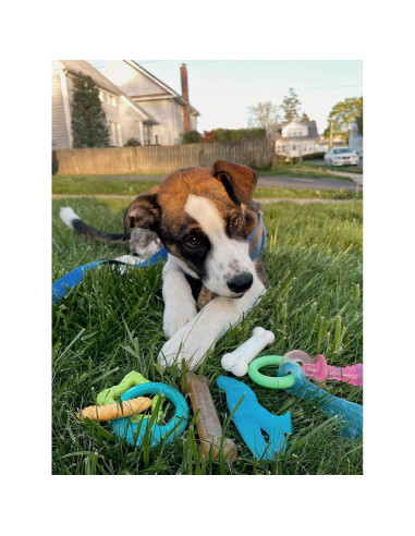 Kit de Inicio para Cachorros Nylabone - 6 Juguetes y Golosina