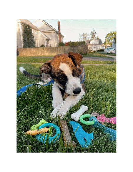 Kit de Inicio para Cachorros Nylabone - 6 Juguetes y Golosina