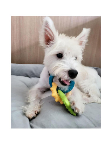 Kit de Inicio para Cachorros Nylabone - 6 Juguetes y Golosina