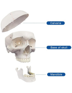 Modelo de Anatomía del Cráneo Grande Biadahirea - Realista y Removible 2