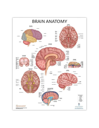 Póster de Anatomía del Cerebro Humano Laminado 43.9x57.2cm