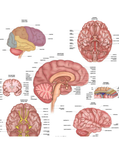 Póster de Anatomía del Cerebro Humano Laminado 43.9x57.2cm