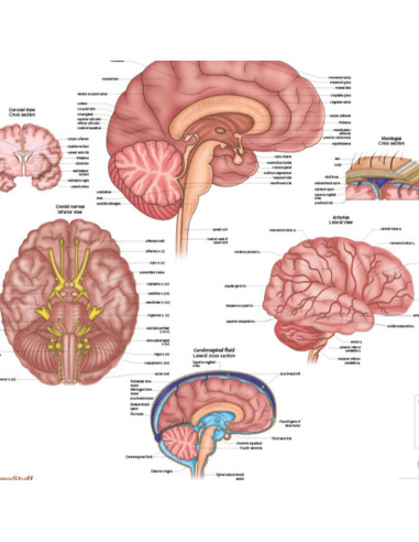 Póster de Anatomía del Cerebro Humano Laminado 43.9x57.2cm