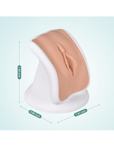 Modelo Anatómico de Salud Pélvica MedEduQuest - Entrenamiento Ginecológico