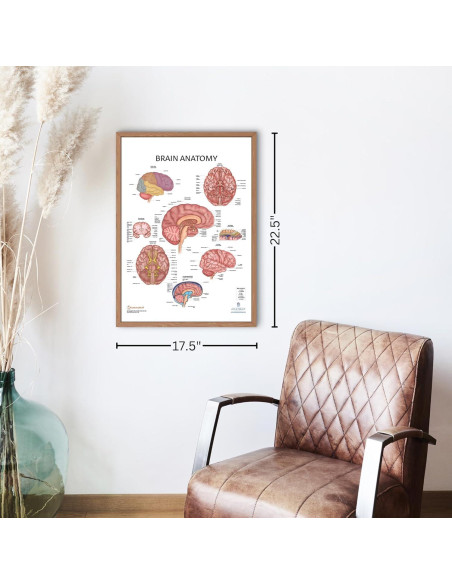 Póster de Anatomía del Cerebro Humano Laminado 43.9x57.2cm