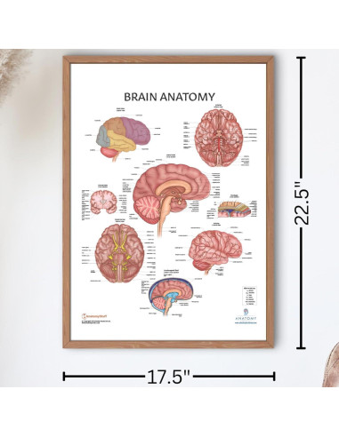 Póster de Anatomía del Cerebro Humano Laminado 43.9x57.2cm