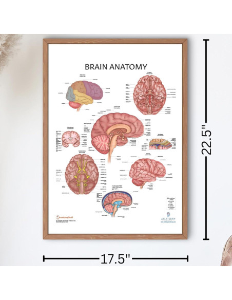 Póster de Anatomía del Cerebro Humano Laminado 43.9x57.2cm