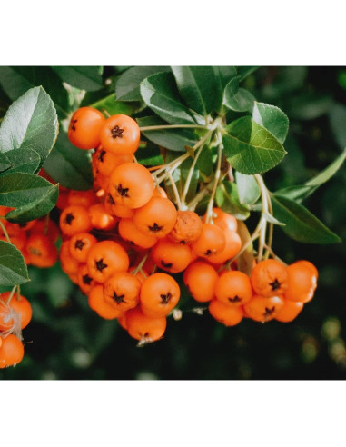 Espino de Mar Liofilizado Nature Gold 200g 100% Natural Vegano