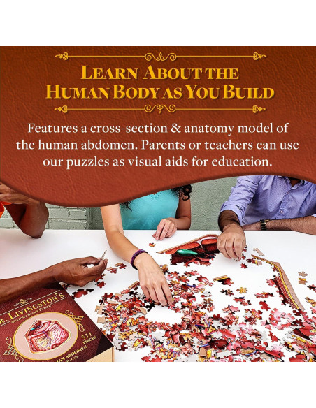 Rompecabezas de Anatomía Humana Genius Games - Abdomen 0.55 kg