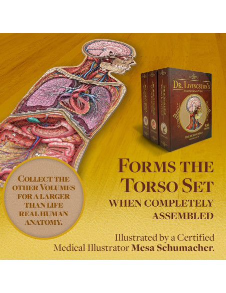 Rompecabezas de Anatomía Humana Genius Games - Abdomen 0.55 kg