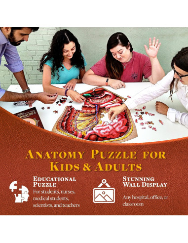 Rompecabezas de Anatomía Humana Genius Games - Abdomen 0.55 kg