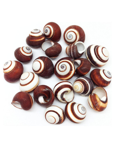 Caracolas de Caracol Terrestre Marrón PEPPERLONELY 12 Pcs