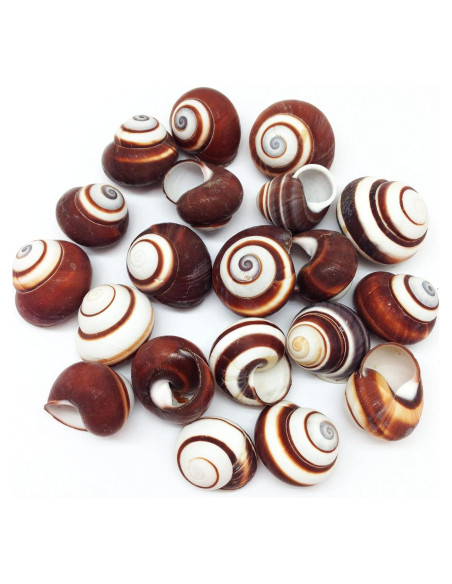 Caracolas de Caracol Terrestre Marrón PEPPERLONELY 12 Pcs