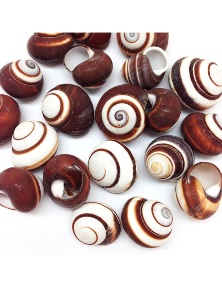 Caracolas de Caracol Terrestre Marrón PEPPERLONELY 12 Pcs
